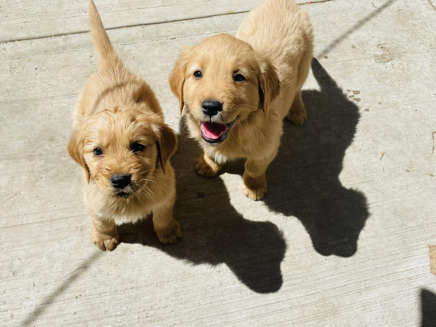 Accesorios para mascotas