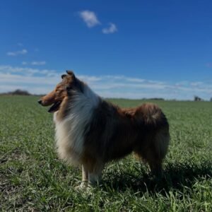 Rough collie ( pastor escocés de pelo largo)