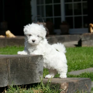 Maltés ( Bichón maltés)