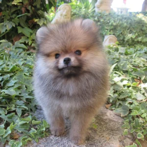 Pomerania