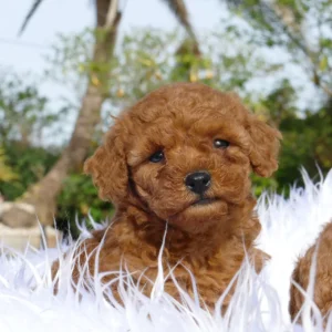 Poodle Toy Apricot (Caniche Toy)