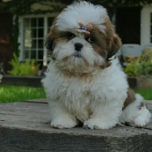 Shih Tzu